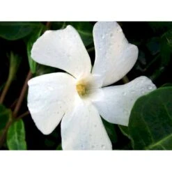 Vintergrøn 'Alba' Vinca Minor 'Alba' 10 Cm. Potte -Sirius Butik mi2749 vinca minor alba 814f