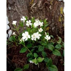 Vintergrøn 'Alba' Vinca Minor 'Alba' 10 Cm. Potte -Sirius Butik mi2749 vinca minor alba 8da0