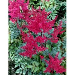 Astilbe 'Montgomery' Astilbe Japonica 'Montgomery' 1 Liter Potte -Sirius Butik mi274 astilbe montgomery 7b86