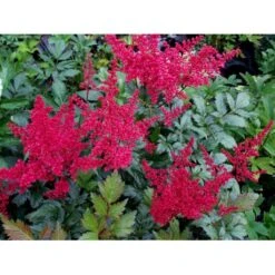 Astilbe 'Montgomery' Astilbe Japonica 'Montgomery' 1 Liter Potte -Sirius Butik mi274 astilbe montgomery c90f