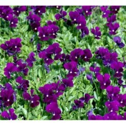 Hornviol 'Germanica' Viola Cornuta 'Germanica' 10 Cm. Potte -Sirius Butik mi2750 viola cornuta germanica 02f3