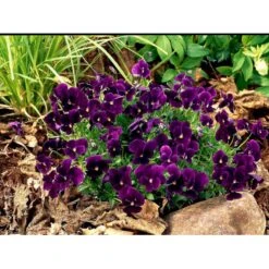 Hornviol 'Germanica' Viola Cornuta 'Germanica' 10 Cm. Potte -Sirius Butik mi2750 viola cornuta germanica 3f17