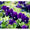 Hornviol 'Germanica' Viola Cornuta 'Germanica' 10 Cm. Potte