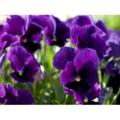 Hornviol 'Germanica' Viola Cornuta 'Germanica' 10 Cm. Potte -Sirius Butik mi2750 viola cornuta germanica b728