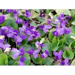 Martsviol 'Königin Charlotte' Viola Odorata 'Königin Charlotte' 10 Cm. Potte -Sirius Butik mi2757 viola odorata koenigin charlotte 6387