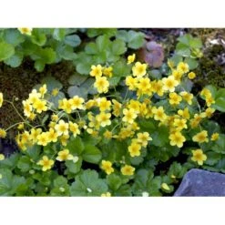 Guldjordbær Waldsteinia Ternata 10 Cm. Potte