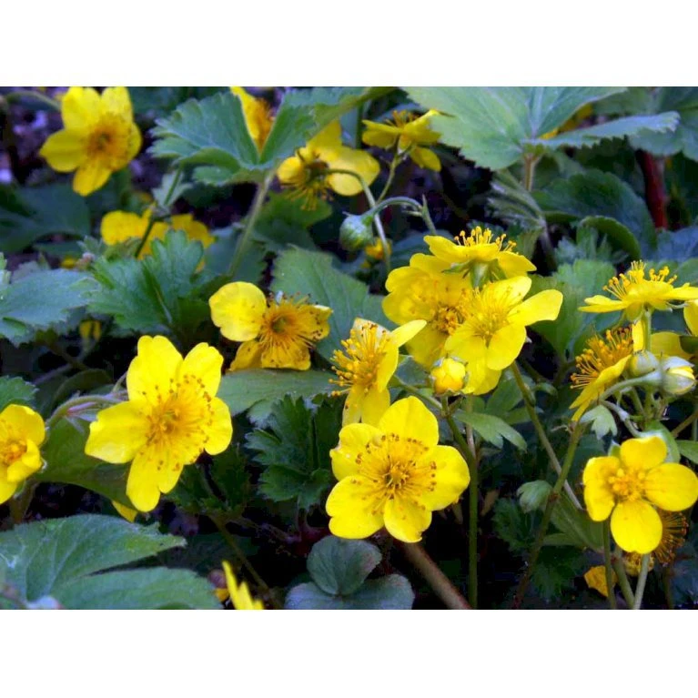 Guldjordbær Waldsteinia Ternata 10 Cm. Potte 4 Guldjordbær Waldsteinia Ternata 10 Cm. Potte - Billede 4