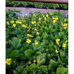 Guldjordbær Waldsteinia Ternata 10 Cm. Potte 9 Guldjordbær Waldsteinia Ternata 10 Cm. Potte -Sirius Butik mi2761 waldsteinia ternata 8f4a