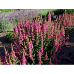 Kattehale 'Robert' Lythrum Salicaria 'Robert' 1 Liter Potte -Sirius Butik mi2775 lythrum salicaria robert 0f53