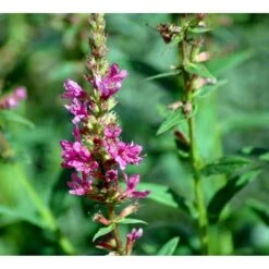 Kattehale 'Robert' Lythrum Salicaria 'Robert' 1 Liter Potte -Sirius Butik mi2775 lythrum salicaria robert 22a6