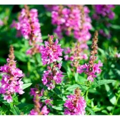 Kattehale 'Robert' Lythrum Salicaria 'Robert' 1 Liter Potte -Sirius Butik mi2775 lythrum salicaria robert 3c27
