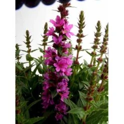 Kattehale 'Robert' Lythrum Salicaria 'Robert' 1 Liter Potte -Sirius Butik mi2775 lythrum salicaria robert 6b56