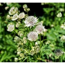 Stjerneskærm 'Snow Star'® Astrantia Major Ssp. Involucrata 'Snow Star'® 1 Liter Potte -Sirius Butik mi279 astrantia major alba 20f6