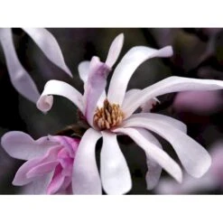Magnolia 'Leonard Messel' Magnolia X Loebneri 'Leonard Messel' Med Klump,- 150-175 Cm. -Sirius Butik mi2826 magnolia x loebneri leonard messel 522a