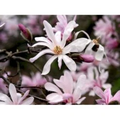 Magnolia 'Leonard Messel' Magnolia X Loebneri 'Leonard Messel' Med Klump,- 150-175 Cm. -Sirius Butik mi2826 magnolia x loebneri leonard messel 7205