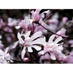 Magnolia 'Leonard Messel' Magnolia X Loebneri 'Leonard Messel' Med Klump,- 150-175 Cm. -Sirius Butik mi2826 magnolia x loebneri leonard messel 978b