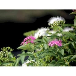 Spiræa 'Shirobana' Spiraea Japonica 'Shirobana' Potte 4,0 Liter,- 30-40 Cm. -Sirius Butik mi2830 spiraea japonica shirobana af2d