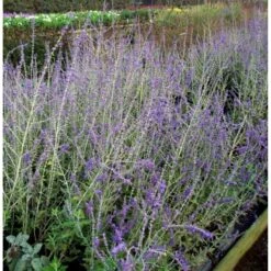 Russisk Salvie 'Blue Spire' Perovskia Atriplicifolia 'Blue Spire' Potte 2 Liter. -Sirius Butik mi2844 perovskia atriplicifolia blue spire 6898 1