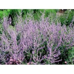 Russisk Salvie Perovskia Atriplicifolia 'Blue Spire' Potte 2 Liter. -Sirius Butik mi2844 perovskia atriplicifolia blue spire 9827