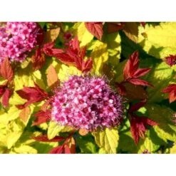 Spiræa 'Magic Carpet' Spiraea Japonica 'Magic Carpet' 3,5 Liter Potte 6 Spiræa 'Magic Carpet' Spiraea Japonica 'Magic Carpet' 3,5 Liter Potte -Sirius Butik mi2846 spiraea japonica magic carpet 34fc
