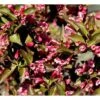 Klokkebusk 'Alexandra' Weigela Florida 'Alexandra' 5 Liter Potte