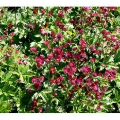 Stjerneskærm 'Claret' Astrantia Major 'Claret' 1 Liter Potte -Sirius Butik mi285 astrantia major claret 0bed