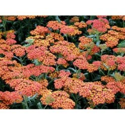 Røllike 'Walter Funke' Achillea Millefolium 'Walter Funke' 1 Liter Potte -Sirius Butik mi2873 achillea walter funke 063d