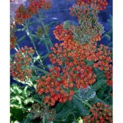 Røllike 'Walter Funke' Achillea Millefolium 'Walter Funke' 1 Liter Potte -Sirius Butik mi2873 achillea walter funke 1070