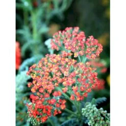 Røllike 'Walter Funke' Achillea Millefolium 'Walter Funke' 1 Liter Potte -Sirius Butik mi2873 achillea walter funke ed6b