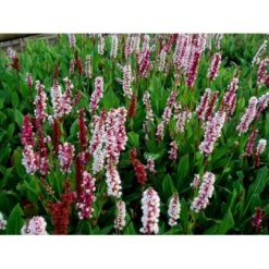 Tæppepileurt 'Darjeeling Red' Persicaria Affinis 'Darjeeling Red' 10 Cm. Potte -Sirius Butik mi2875 persicaria affinis darjeeling red 28da