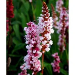 Tæppepileurt 'Darjeeling Red' Persicaria Affinis 'Darjeeling Red' 10 Cm. Potte -Sirius Butik mi2875 persicaria affinis darjeeling red 5b73