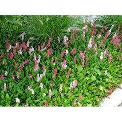 Tæppepileurt 'Darjeeling Red' Persicaria Affinis 'Darjeeling Red' 10 Cm. Potte -Sirius Butik mi2875 persicaria affinis darjeeling red b9fc