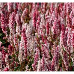 Tæppepileurt 'Darjeeling Red' Persicaria Affinis 'Darjeeling Red' 10 Cm. Potte