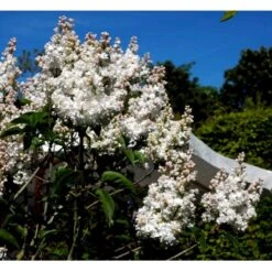 'Beauty Of Moscow' Syringa Vul.'Beauty Of Moscow' (storblomstrende) Med Klump,- 150-175 Cm. -Sirius Butik mi2879 syringa vulgaris beauty of moscow 2eac