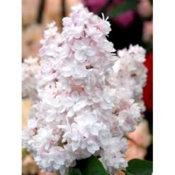 'Beauty Of Moscow' Syringa Vul.'Beauty Of Moscow' (storblomstrende) Med Klump,- 150-175 Cm. -Sirius Butik mi2879 syringa vulgaris beauty of moscow b556