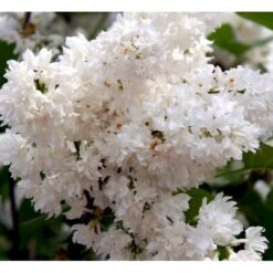 'Beauty Of Moscow' Syringa Vul.'Beauty Of Moscow' (storblomstrende) Med Klump,- 150-175 Cm. -Sirius Butik mi2879 syringa vulgaris beauty of moscow bf1e