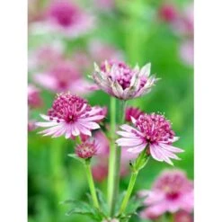 Stjerneskærm 'Roma' Astrantia Major 'Roma' 1 Liter Potte -Sirius Butik mi287 astrantia major roma 6f89