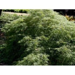 Japansk Dværgahorn Acer Palmatum Dissectum Potte 10 Liter 40-50 Cm. -Sirius Butik mi2889 acer palmatum dissectum 0a86
