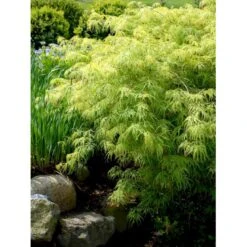Japansk Dværgahorn Acer Palmatum Dissectum Potte 10 Liter 40-50 Cm. -Sirius Butik mi2889 acer palmatum dissectum 2657