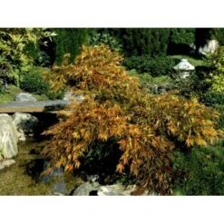 Japansk Dværgahorn Acer Palmatum Dissectum Potte 10 Liter 40-50 Cm. -Sirius Butik mi2889 acer palmatum dissectum 39f2