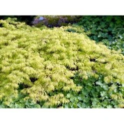 Japansk Dværgahorn Acer Palmatum Dissectum Potte 10 Liter 40-50 Cm. -Sirius Butik mi2889 acer palmatum dissectum ab3a