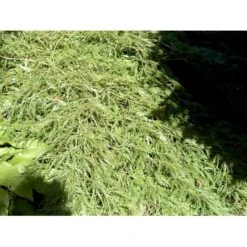 Japansk Dværgahorn Acer Palmatum Dissectum Potte 10 Liter 40-50 Cm. -Sirius Butik mi2889 acer palmatum dissectum c564