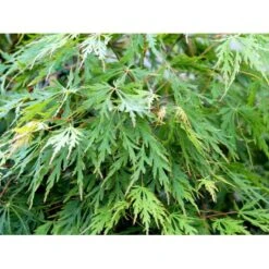 Japansk Dværgahorn Acer Palmatum Dissectum Potte 10 Liter 40-50 Cm. -Sirius Butik mi2889 acer palmatum dissectum f8df