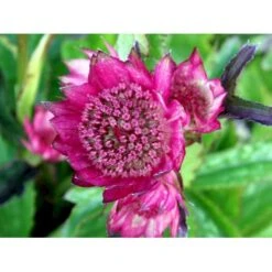 Stjerneskærm 'Rosensinfonie' Astrantia Major 'Rosensinfonie' 1 Liter Potte 6 Stjerneskærm 'Rosensinfonie' Astrantia Major 'Rosensinfonie' 1 Liter Potte -Sirius Butik mi288 astrantia major rosensinfonie 6330