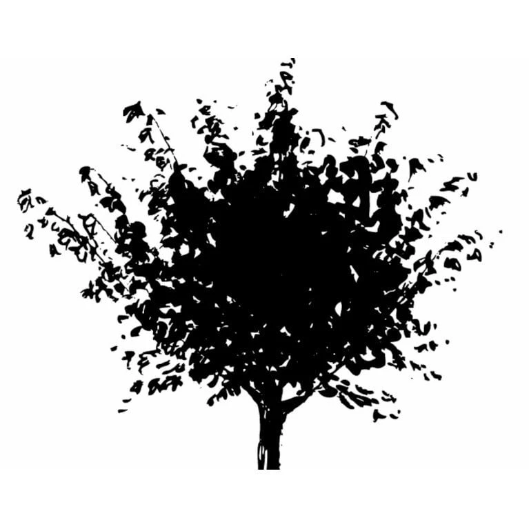 Japansk Ahorn Acer Palmatum Med Klump,- 150-175 Cm. 3 Japansk Ahorn Acer Palmatum Med Klump,- 150-175 Cm. - Billede 3