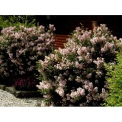 Dværg Syren 'Palibin' Syringa Meyeri 'Palibin' Opstammet 100 Cm. 10 Liter Potte,- 2 års Krone -Sirius Butik mi2922 syringa microphylla pallibin 6e2b