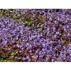 Stjerneklokke 'Stella' Campanula Poscharskyana 'Stella' 10 Cm. Potte -Sirius Butik mi2980 campanula poscharskyana stella d7c6