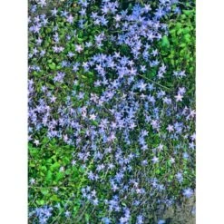 Stjerneklokke 'Stella' Campanula Poscharskyana 'Stella' 10 Cm. Potte -Sirius Butik mi2980 campanula poscharskyana stella ffee