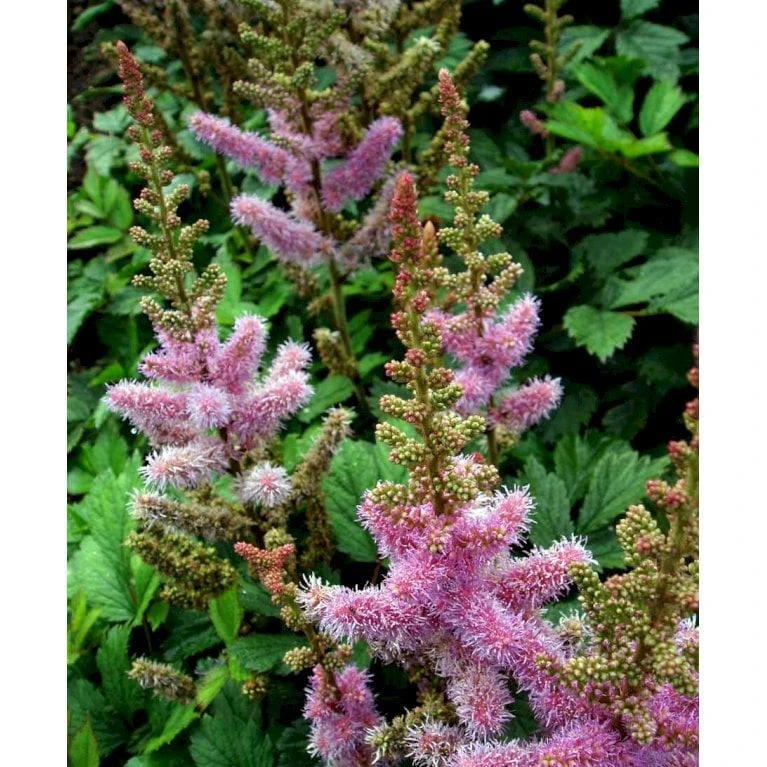 Astilbe 'Pumila' Astilbe Chinensis 'Pumila' 1 Liter Potte 5 Astilbe 'Pumila' Astilbe Chinensis 'Pumila' 1 Liter Potte - Billede 5