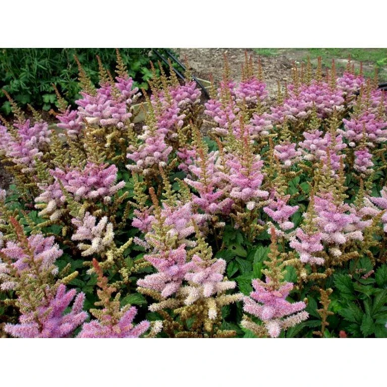 Astilbe 'Pumila' Astilbe Chinensis 'Pumila' 1 Liter Potte 4 Astilbe 'Pumila' Astilbe Chinensis 'Pumila' 1 Liter Potte - Billede 4